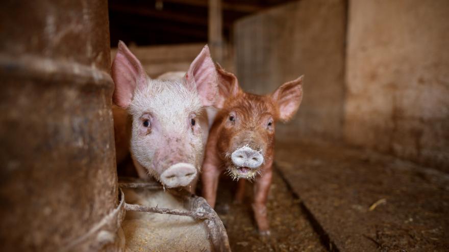 Zwei Schweine stehen in einem Stall.