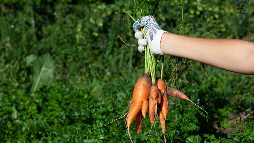 Eine Hand hält einen Bund krumm gewachsene Möhren hoch 