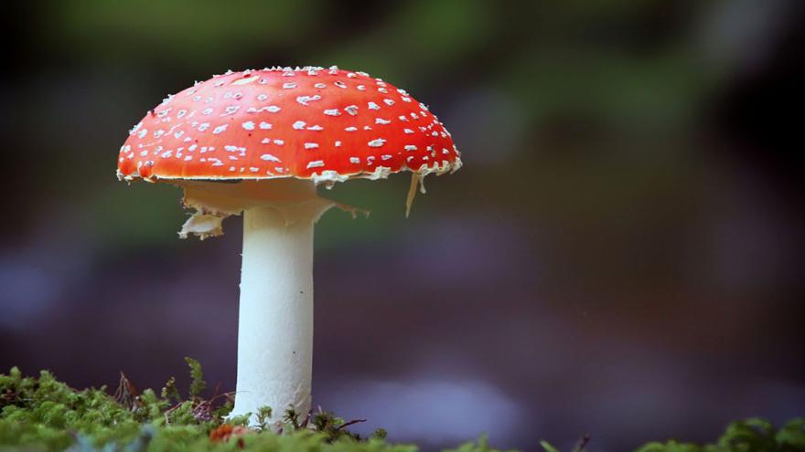 Fliegenpilz im Wald