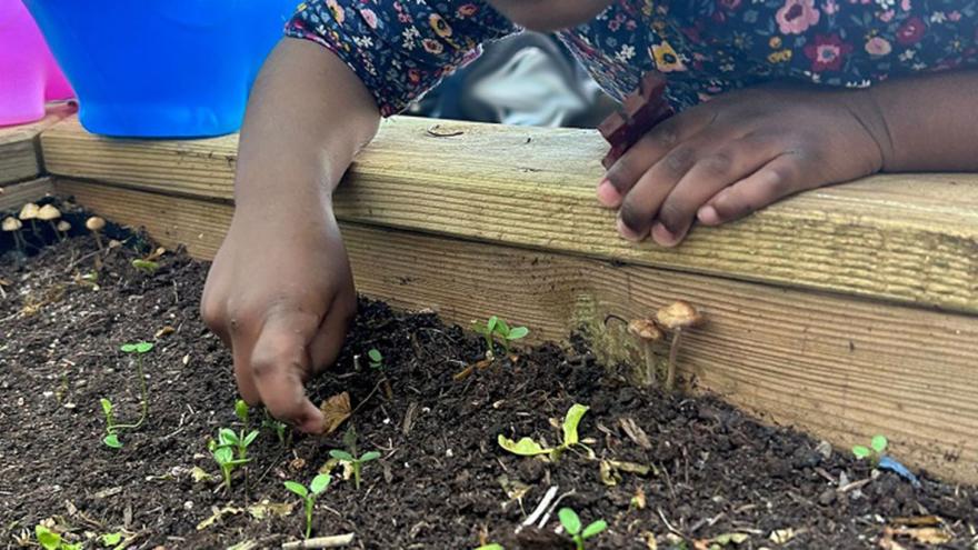Kinderhände pflegen Pflanzen in einem Hochbeet