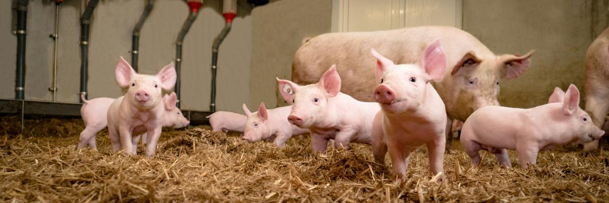 Mehrere Schweine stehen in einem geräumigen Stall auf Stroh.