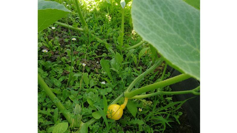 Kürbispflanze im Kita-Garten