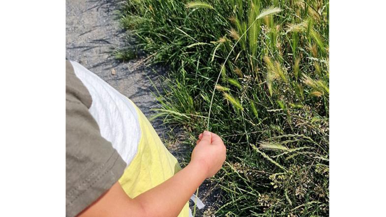 Kind pflückt Getreidehalm auf dem Feld