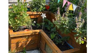 Hochbeet mit Salbeipflanzen